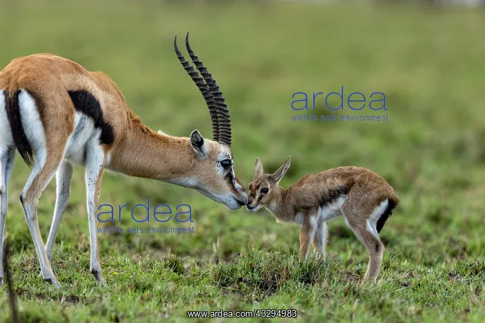 : Afrique, Afrique de l'Est, Kenya, Reserve nationale du Masai : Afrique, Afrique de l'Est, Kenya, Reserve nationale du Masai
