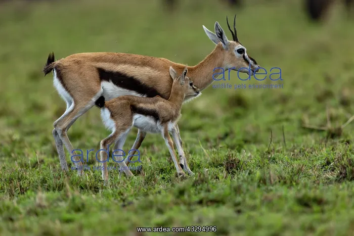 : Afrique, Afrique de l'Est, Kenya, Reserve nationale du Masai : Afrique, Afrique de l'Est, Kenya, Reserve nationale du Masai