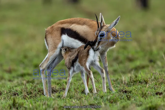 : Afrique, Afrique de l'Est, Kenya, Reserve nationale du Masai : Afrique, Afrique de l'Est, Kenya, Reserve nationale du Masai