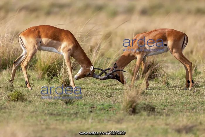 : Afrique, Afrique de l'Est, Kenya, Reserve nationale du Masai : Afrique, Afrique de l'Est, Kenya, Reserve nationale du Masai