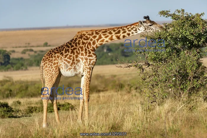 : Afrique, Afrique de l'Est, Kenya, Reserve nationale du Masai : Afrique, Afrique de l'Est, Kenya, Reserve nationale du Masai