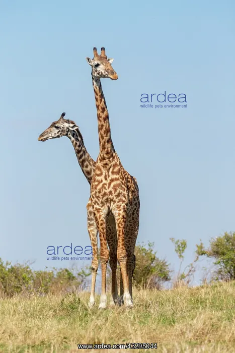 : Afrique, Afrique de l'Est, Kenya, Reserve nationale du Masai : Afrique, Afrique de l'Est, Kenya, Reserve nationale du Masai