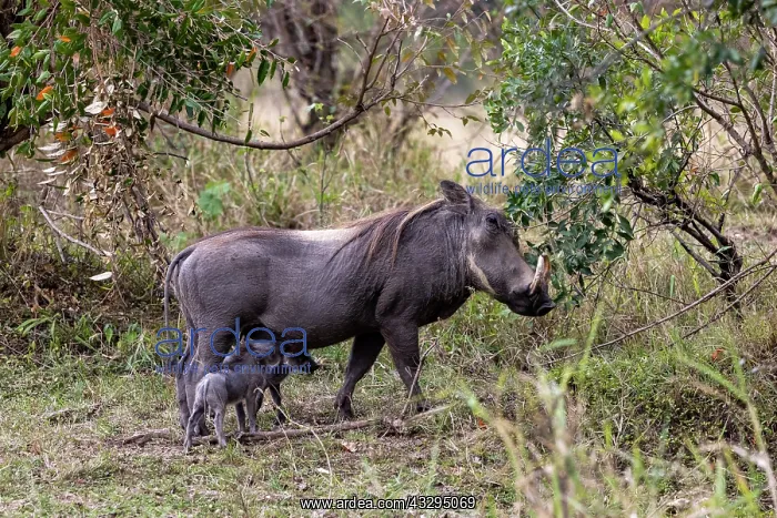 : Afrique, Afrique de l'Est, Kenya, Reserve nationale du Masai : Afrique, Afrique de l'Est, Kenya, Reserve nationale du Masai