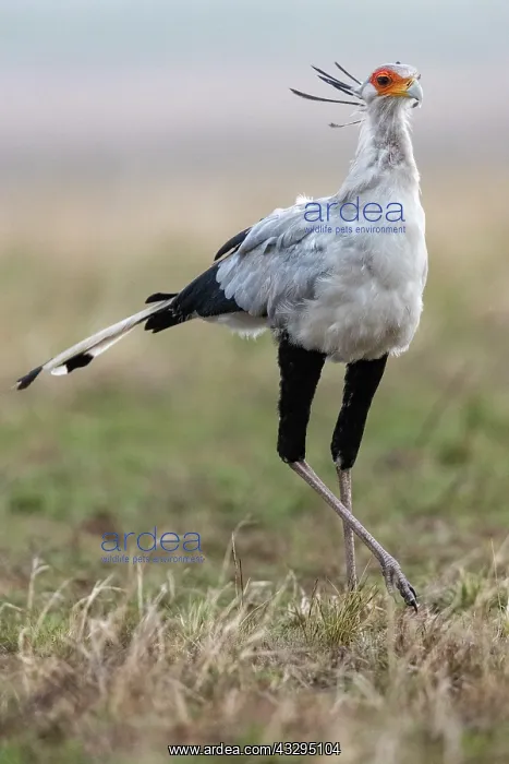 : Afrique, Afrique de l'Est, Kenya, Reserve nationale du Masai : Afrique, Afrique de l'Est, Kenya, Reserve nationale du Masai