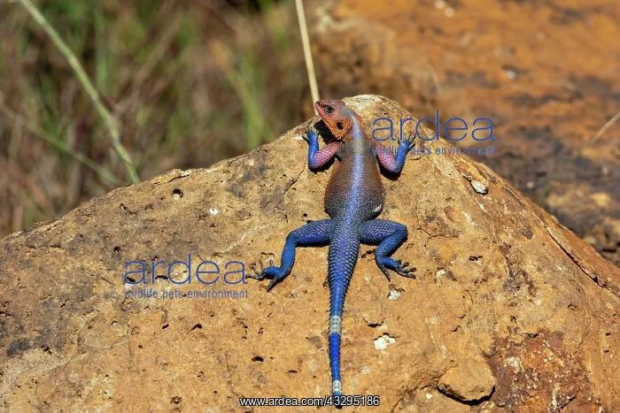 : Afrique, Afrique de l'Est, Kenya, Reserve nationale du Masai : Afrique, Afrique de l'Est, Kenya, Reserve nationale du Masai