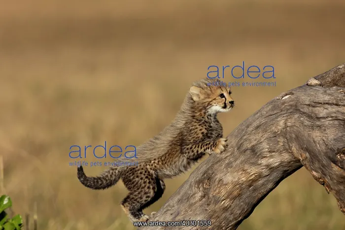 : Afrique, Afrique de l'Est, Kenya, Reserve nationale du Masai : Afrique, Afrique de l'Est, Kenya, Reserve nationale du Masai
