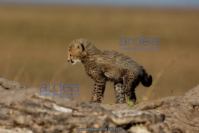 : Afrique, Afrique de l'Est, Kenya, Reserve nationale du Masai : Afrique, Afrique de l'Est, Kenya, Reserve nationale du Masai