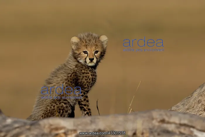 : Afrique, Afrique de l'Est, Kenya, Reserve nationale du Masai : Afrique, Afrique de l'Est, Kenya, Reserve nationale du Masai