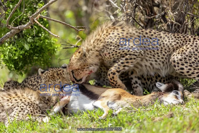 : Afrique, Afrique de l'Est, Kenya, Reserve nationale du Masai : Afrique, Afrique de l'Est, Kenya, Reserve nationale du Masai