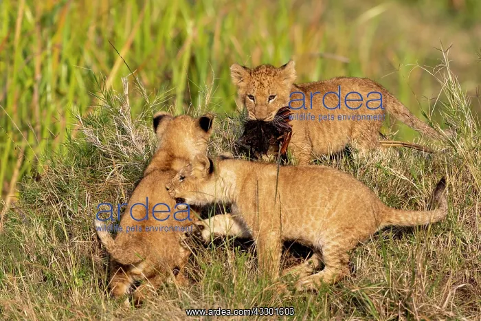 : Afrique, Afrique de l'Est, Kenya, Reserve nationale du Masai : Afrique, Afrique de l'Est, Kenya, Reserve nationale du Masai