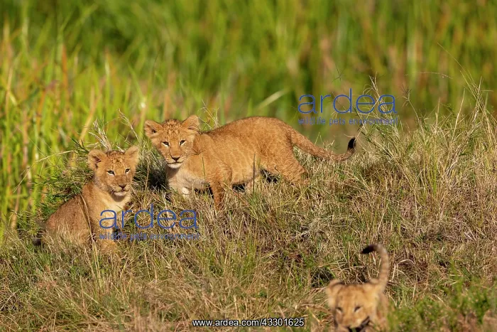 : Afrique, Afrique de l'Est, Kenya, Reserve nationale du Masai : Afrique, Afrique de l'Est, Kenya, Reserve nationale du Masai