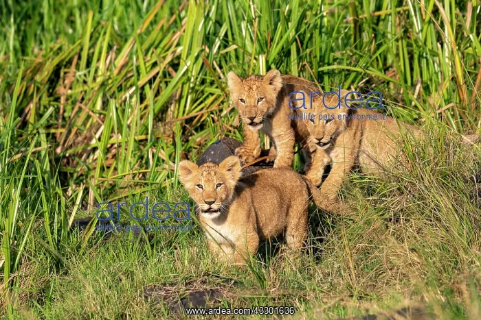 : Afrique, Afrique de l'Est, Kenya, Reserve nationale du Masai : Afrique, Afrique de l'Est, Kenya, Reserve nationale du Masai