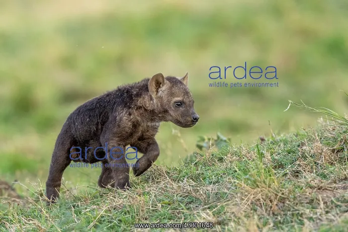 : Afrique, Afrique de l'Est, Kenya, Reserve nationale du Masai : Afrique, Afrique de l'Est, Kenya, Reserve nationale du Masai