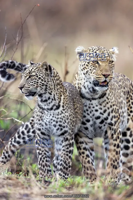 : Afrique, Afrique de l'Est, Kenya, Reserve nationale du Masai : Afrique, Afrique de l'Est, Kenya, Reserve nationale du Masai
