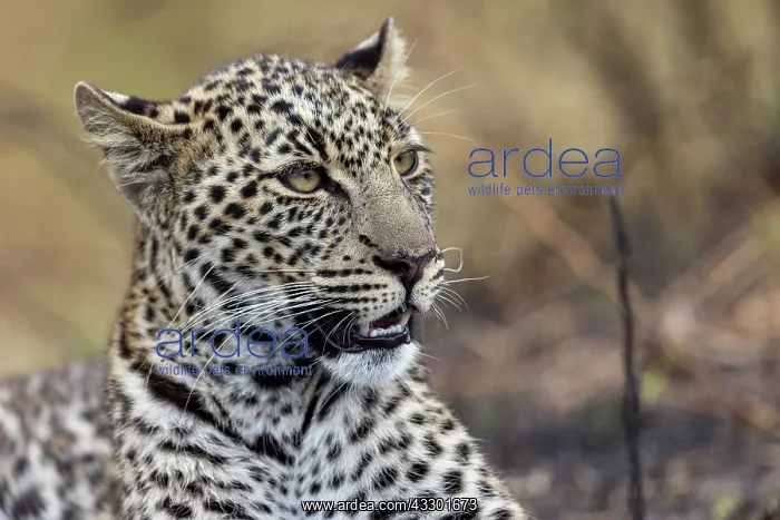 : Afrique, Afrique de l'Est, Kenya, Reserve nationale du Masai : Afrique, Afrique de l'Est, Kenya, Reserve nationale du Masai