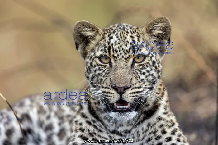 : Afrique, Afrique de l'Est, Kenya, Reserve nationale du Masai : Afrique, Afrique de l'Est, Kenya, Reserve nationale du Masai
