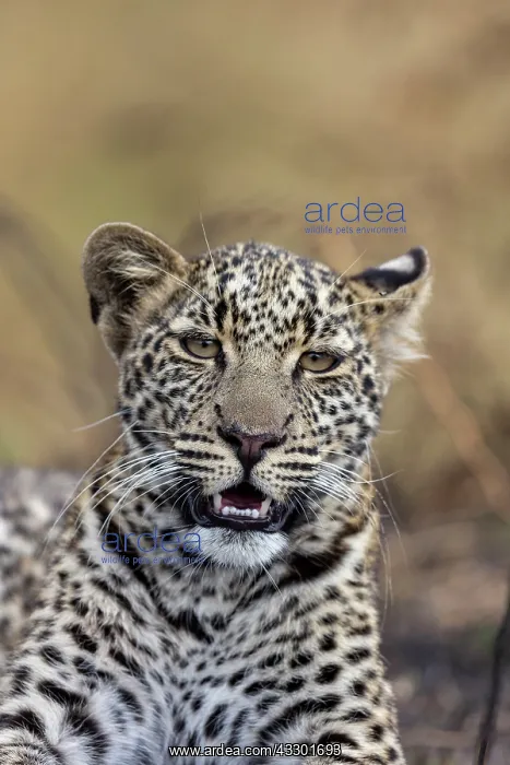: Afrique, Afrique de l'Est, Kenya, Reserve nationale du Masai : Afrique, Afrique de l'Est, Kenya, Reserve nationale du Masai