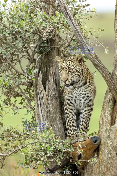 : Afrique, Afrique de l'Est, Kenya, Reserve nationale du Masai : Afrique, Afrique de l'Est, Kenya, Reserve nationale du Masai