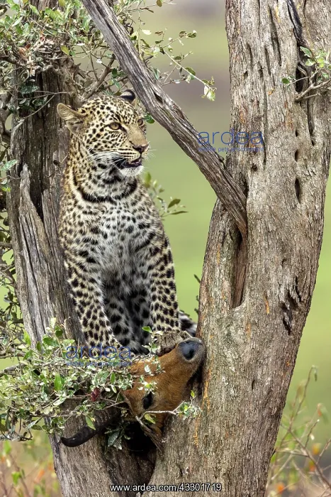 : Afrique, Afrique de l'Est, Kenya, Reserve nationale du Masai : Afrique, Afrique de l'Est, Kenya, Reserve nationale du Masai