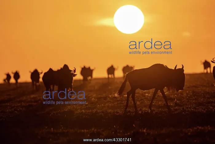 : Afrique, Afrique de l'Est, Kenya, Reserve nationale du Masai : Afrique, Afrique de l'Est, Kenya, Reserve nationale du Masai
