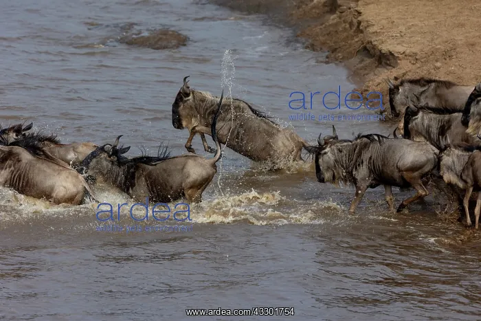 : Afrique, Afrique de l'Est, Kenya, Reserve nationale du Masai : Afrique, Afrique de l'Est, Kenya, Reserve nationale du Masai