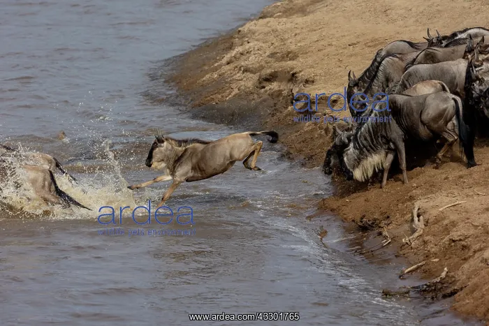 : Afrique, Afrique de l'Est, Kenya, Reserve nationale du Masai : Afrique, Afrique de l'Est, Kenya, Reserve nationale du Masai