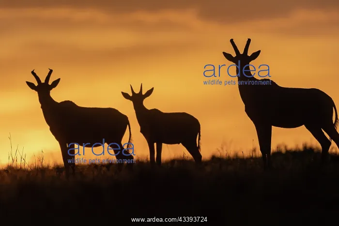 : TOPI. Afrique, Afrique de l'Est, Kenya, Rserve nationale du Masai Mara : TOPI. Afrique, Afrique de l'Est, Kenya, Rserve nationale du Masai Mara