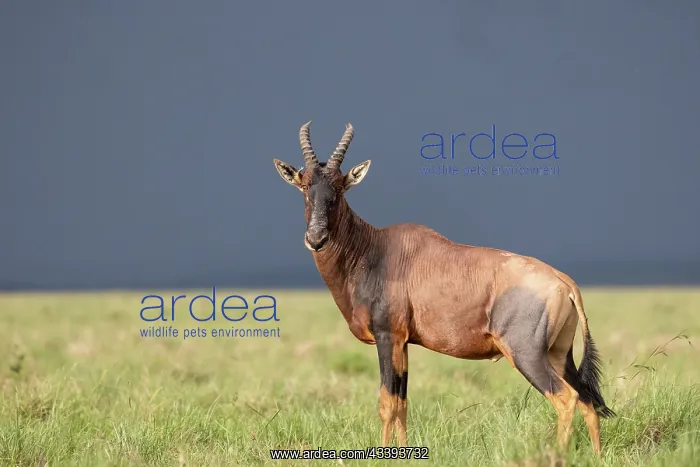 : TOPI. Afrique, Afrique de l'Est, Kenya, Rserve nationale du Masai Mara : TOPI. Afrique, Afrique de l'Est, Kenya, Rserve nationale du Masai Mara