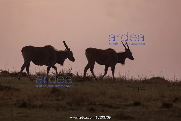 : ELAND. Afrique, Afrique de l'Est, Kenya, Rserve nationale du Masai Mara : ELAND. Afrique, Afrique de l'Est, Kenya, Rserve nationale du Masai Mara