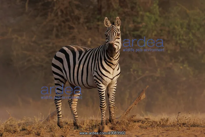 : ZEbra. Afrique, Afrique de l'Est, Kenya, Shompole Community : ZEbra. Afrique, Afrique de l'Est, Kenya, Shompole Community