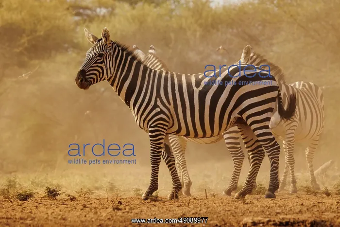 : ZEbra. Afrique, Afrique de l'Est, Kenya, Shompole Community