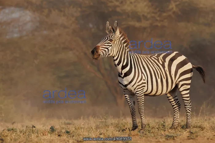 : ZEbra. Afrique, Afrique de l'Est, Kenya, Shompole Community : ZEbra. Afrique, Afrique de l'Est, Kenya, Shompole Community