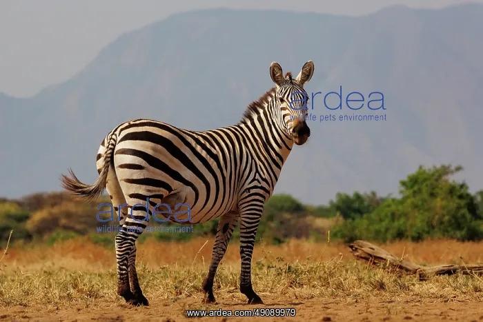  : ZEbra. Afrique, Afrique de l'Est, Kenya, Shompole Community