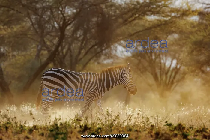 : ZEbra. Afrique, Afrique de l'Est, Kenya, Shompole Community : ZEbra. Afrique, Afrique de l'Est, Kenya, Shompole Community