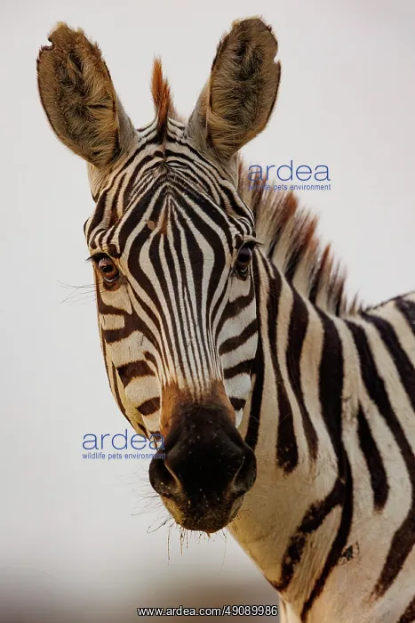 : ZEbra. Afrique, Afrique de l'Est, Kenya, Shompole Community : ZEbra. Afrique, Afrique de l'Est, Kenya, Shompole Community