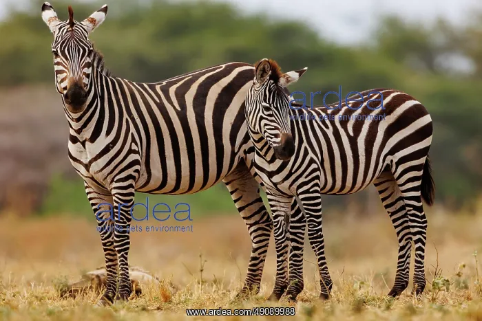 : ZEbra. Afrique, Afrique de l'Est, Kenya, Shompole Community : ZEbra. Afrique, Afrique de l'Est, Kenya, Shompole Community