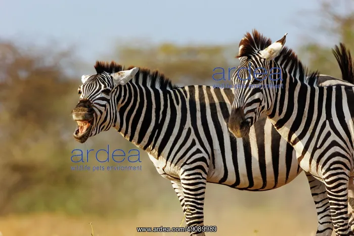 : ZEbra. Afrique, Afrique de l'Est, Kenya, Shompole Community : ZEbra. Afrique, Afrique de l'Est, Kenya, Shompole Community
