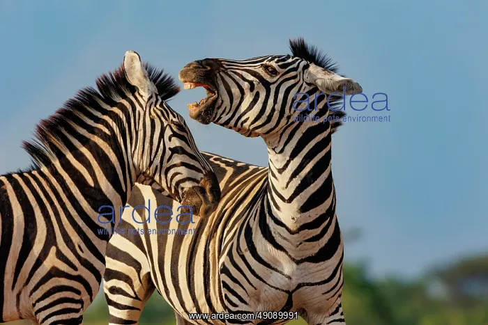 : ZEbra. Afrique, Afrique de l'Est, Kenya, Shompole Community : ZEbra. Afrique, Afrique de l'Est, Kenya, Shompole Community