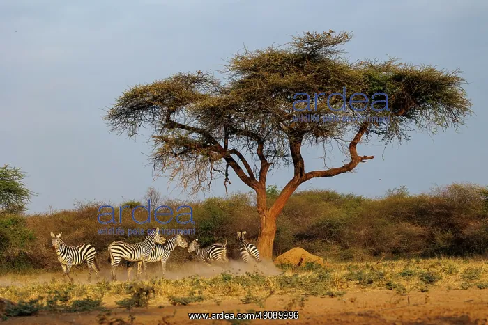 : ZEbra. Afrique, Afrique de l'Est, Kenya, Shompole Community : ZEbra. Afrique, Afrique de l'Est, Kenya, Shompole Community