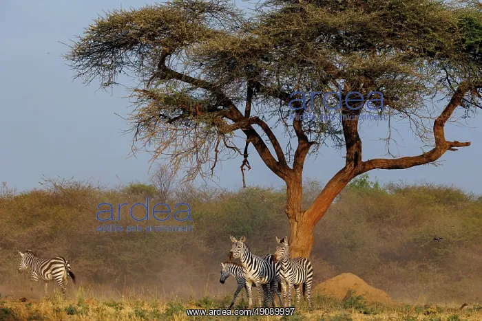 : ZEbra. Afrique, Afrique de l'Est, Kenya, Shompole Community : ZEbra. Afrique, Afrique de l'Est, Kenya, Shompole Community