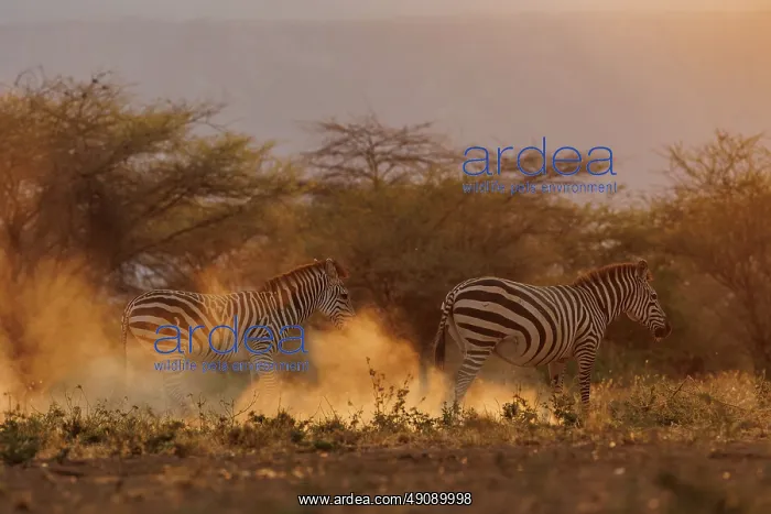 : ZEbra. Afrique, Afrique de l'Est, Kenya, Shompole Community : ZEbra. Afrique, Afrique de l'Est, Kenya, Shompole Community