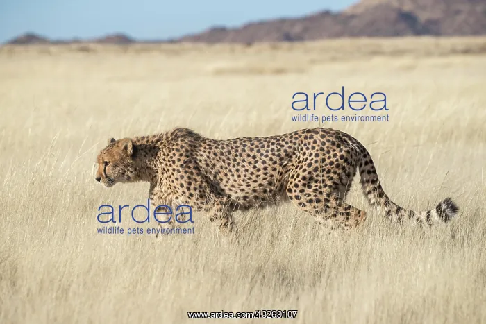 : Afrique du Sud, Reserve privee, Guepard (Acinonyx : Afrique du Sud, Reserve privee, Guepard (Acinonyx