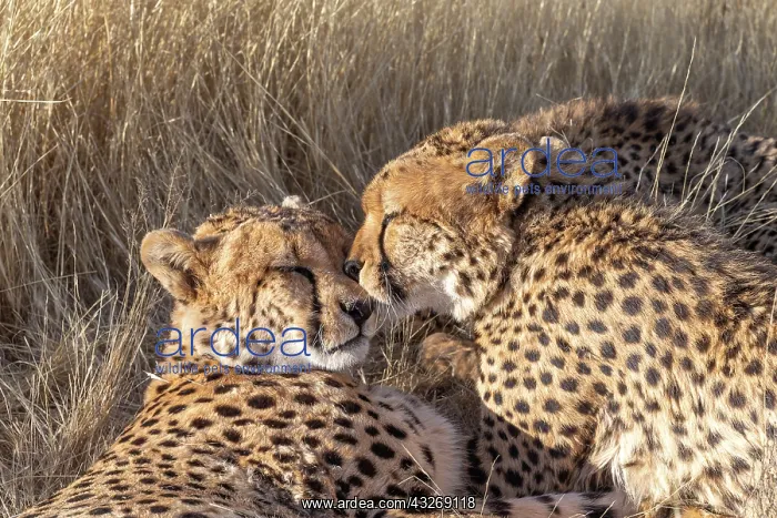  : Afrique du Sud, Reserve privee, Guepard (Acinonyx