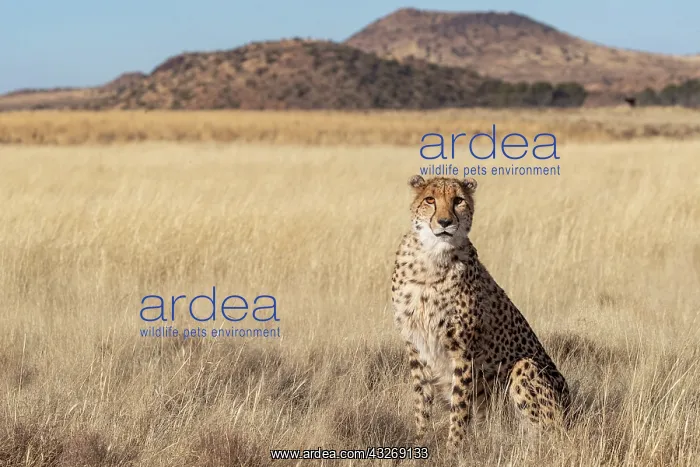 : Afrique du Sud, Reserve privee, Guepard (Acinonyx : Afrique du Sud, Reserve privee, Guepard (Acinonyx