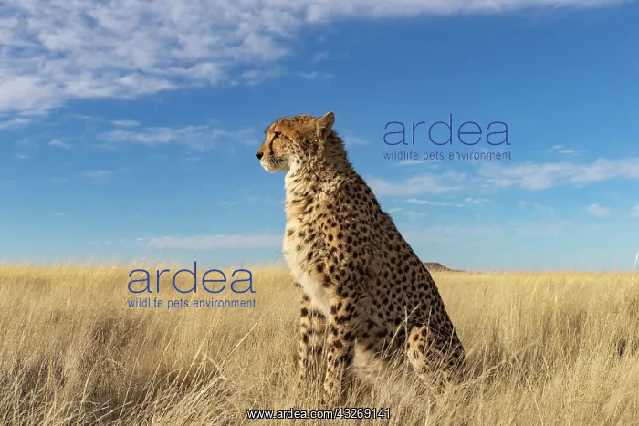 : Afrique du Sud, Reserve privee, Guepard (Acinonyx : Afrique du Sud, Reserve privee, Guepard (Acinonyx