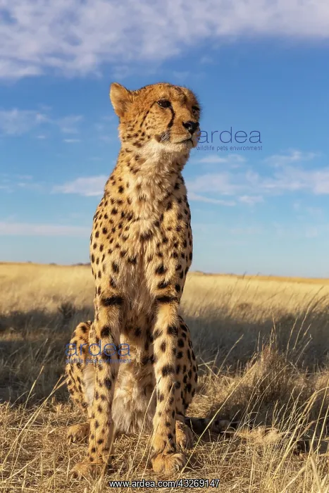 : Afrique du Sud, Reserve privee, Guepard (Acinonyx : Afrique du Sud, Reserve privee, Guepard (Acinonyx