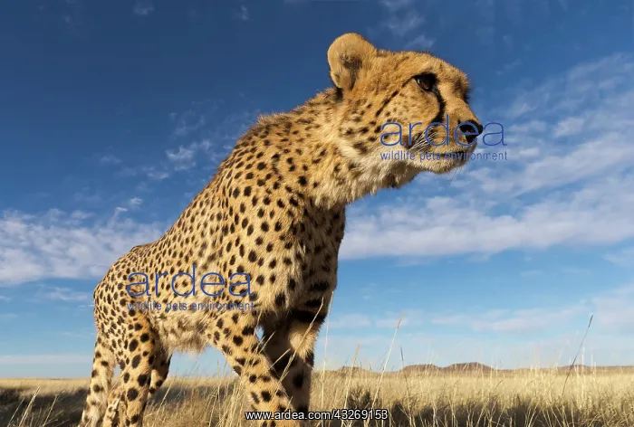 : Afrique du Sud, Reserve privee, Guepard (Acinonyx : Afrique du Sud, Reserve privee, Guepard (Acinonyx