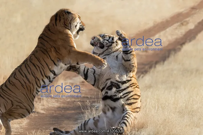 : Afrique du Sud, Reserve privee, Tigre du Bengale : Afrique du Sud, Reserve privee, Tigre du Bengale