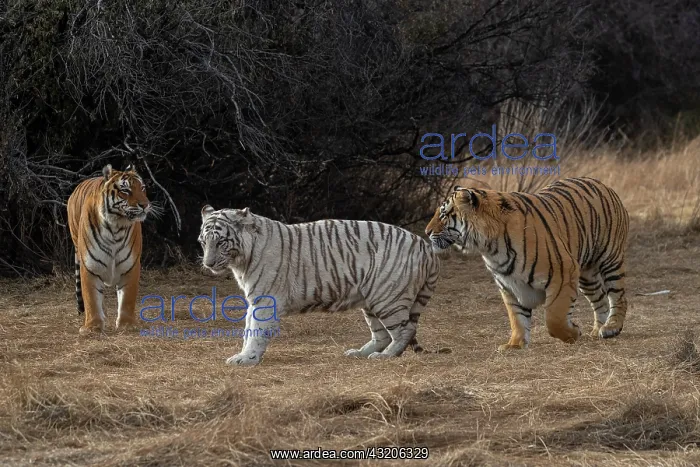 : Afrique du Sud, Reserve privee, Tigre du Bengale : Afrique du Sud, Reserve privee, Tigre du Bengale