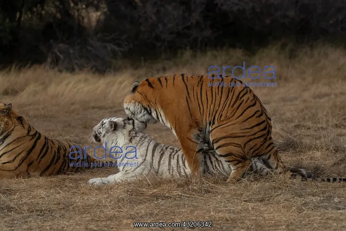 : Afrique du Sud, Reserve privee, Tigre du Bengale : Afrique du Sud, Reserve privee, Tigre du Bengale